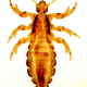pediculus humanus